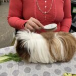 Qu’est-ce que la médiation animale ?