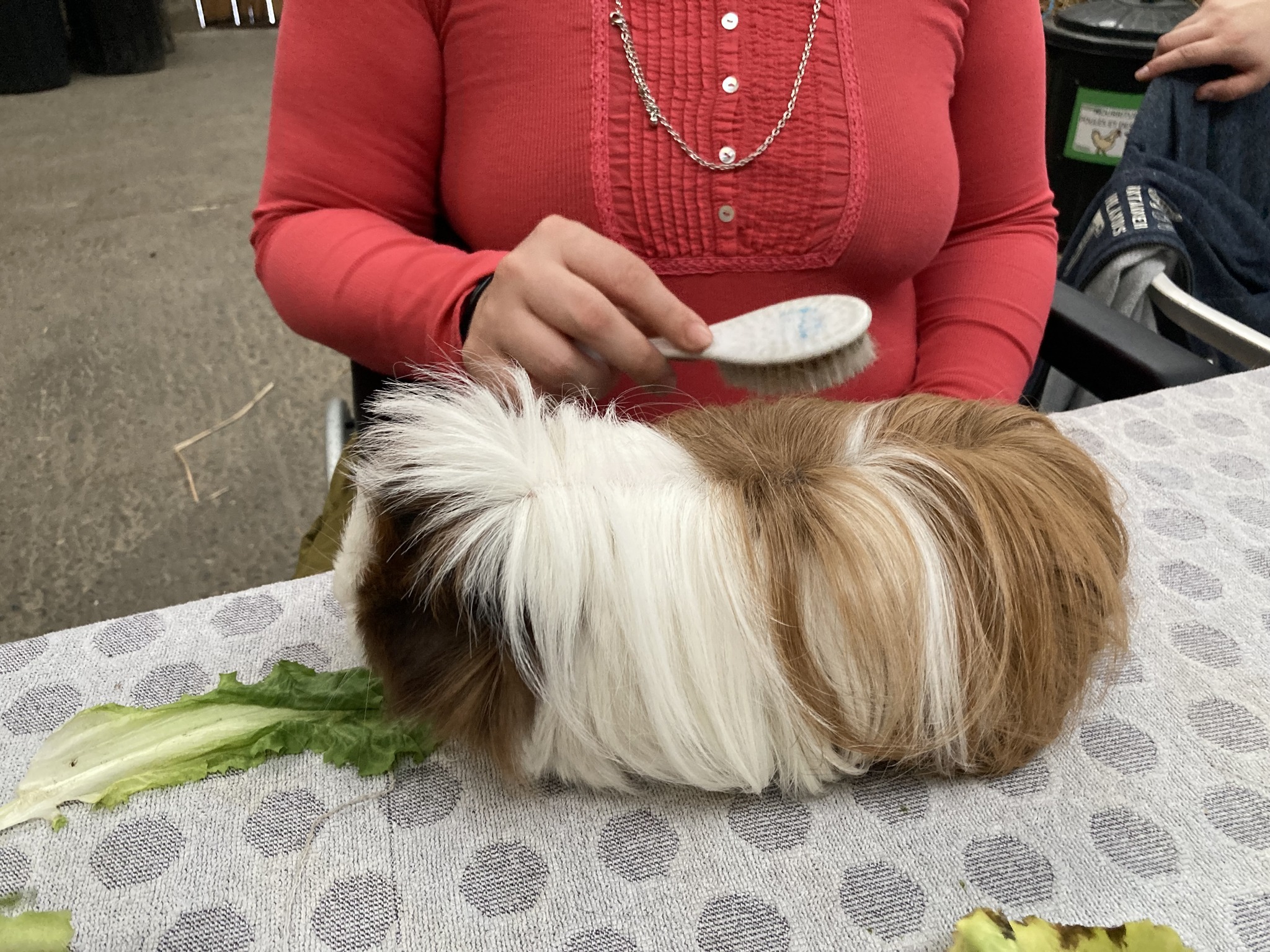 Qu’est-ce que la médiation animale ?