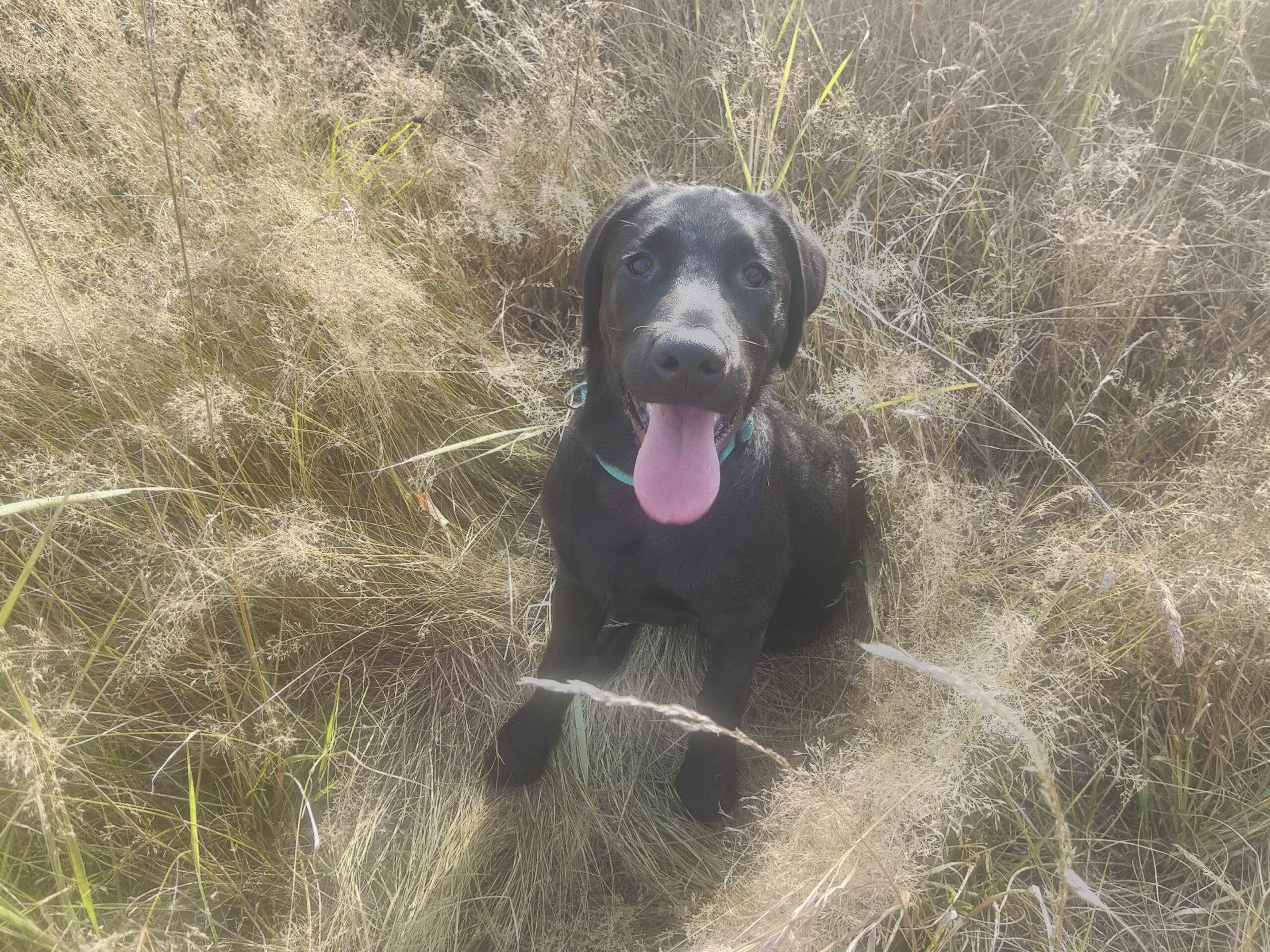 Tao petitjpg opacité 15