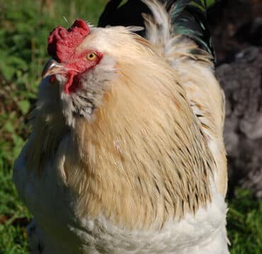 Aldo