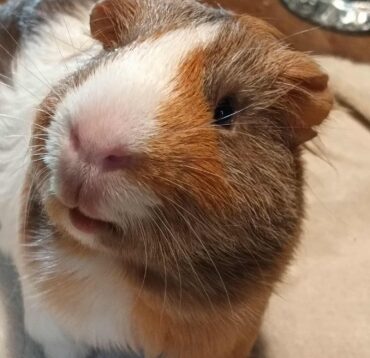 Billy