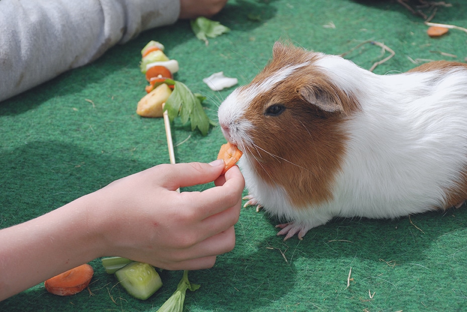 Cochon-d-inde-mediation-animale