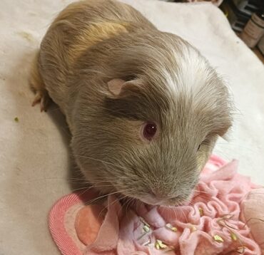 Luna