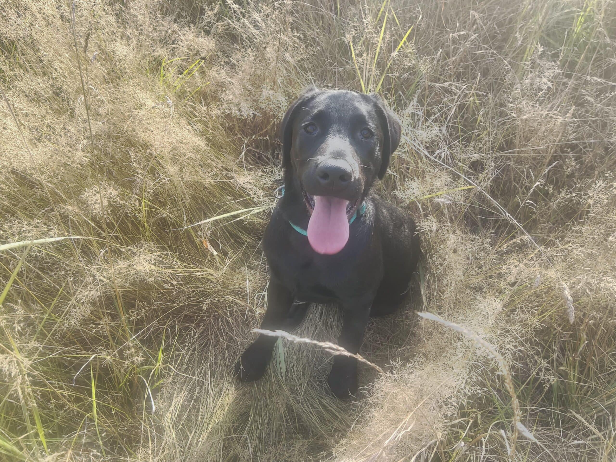 Tao-petit-chien-mediation-animale
